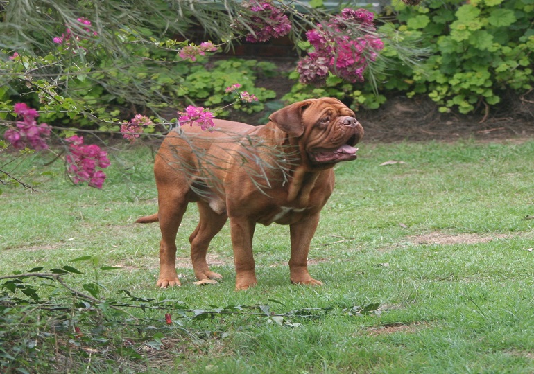 owning a dogue de bordeaux