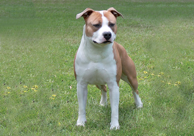 american staffordshire terrier for sale