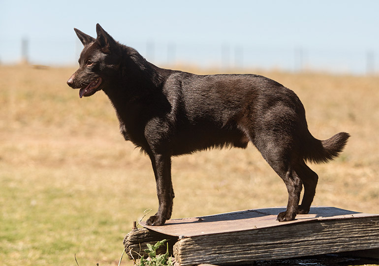 the kelpie dog