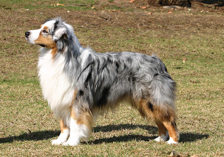 australian shepherd puppies near me