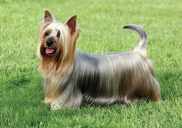 australian silky terrier