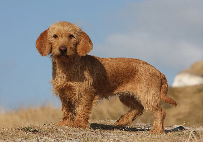 basset fauve de bretagne rescue