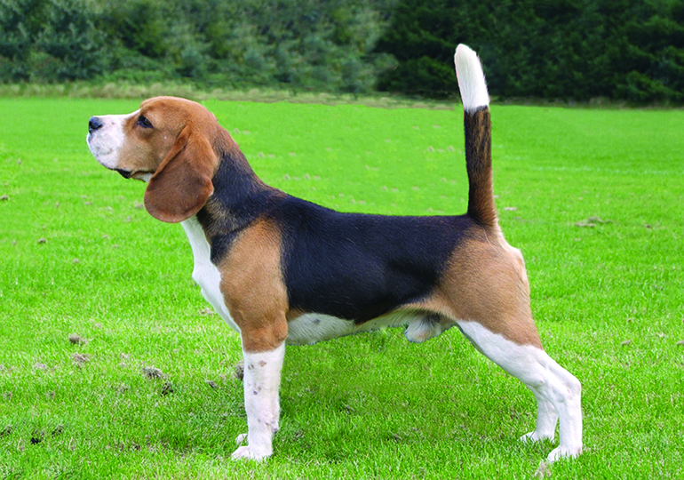 famous beagles in history