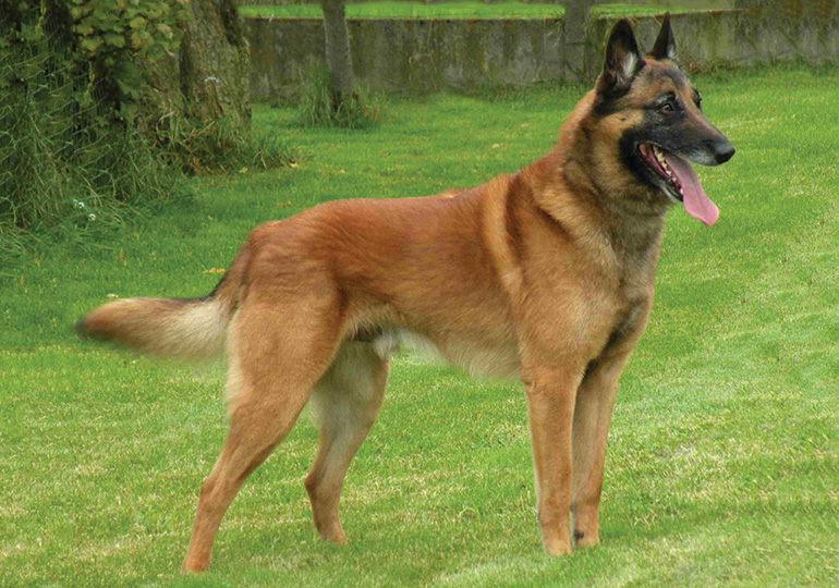 a belgian shepherd