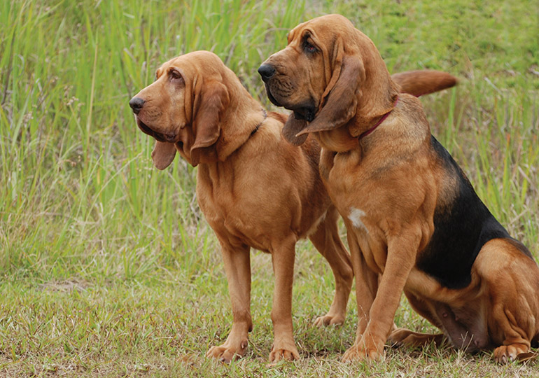 bloodhound breeds