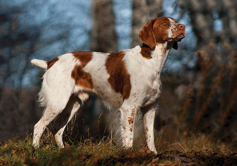 purebred brittany