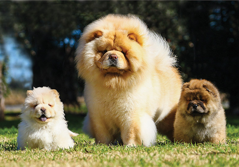 chow chow dog near me