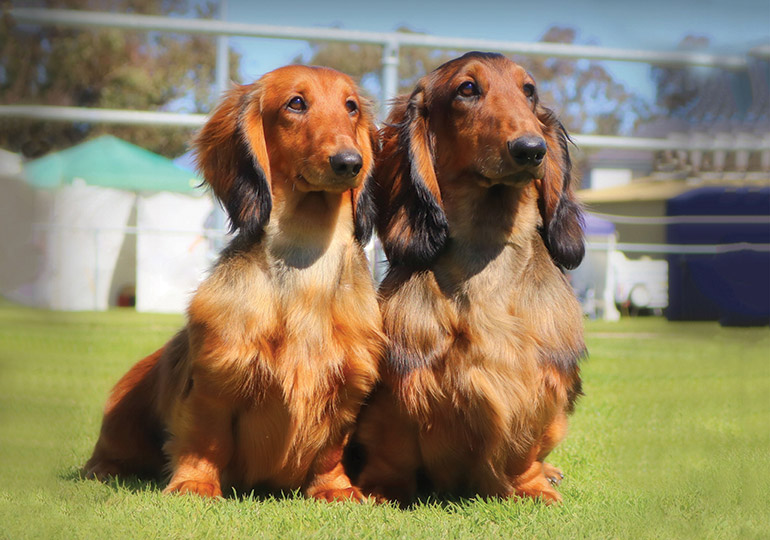 breeding long hair and short hair dachshund