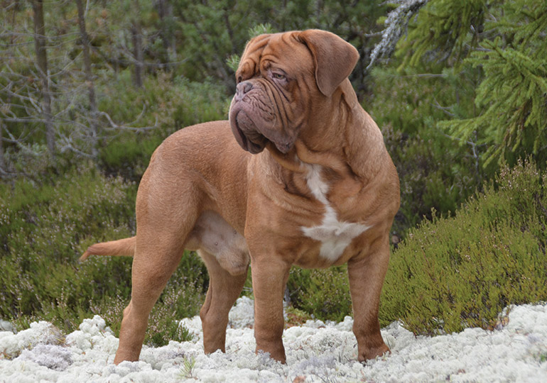 owning a dogue de bordeaux