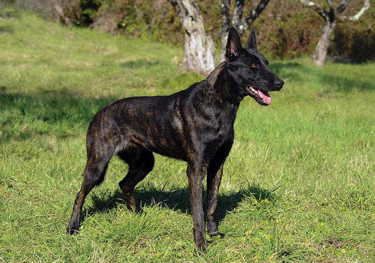 dutch shepherd