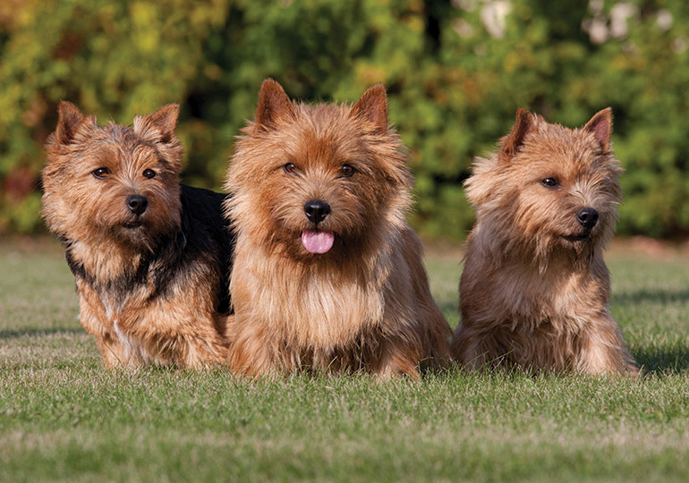 norwich terriers for sale near me