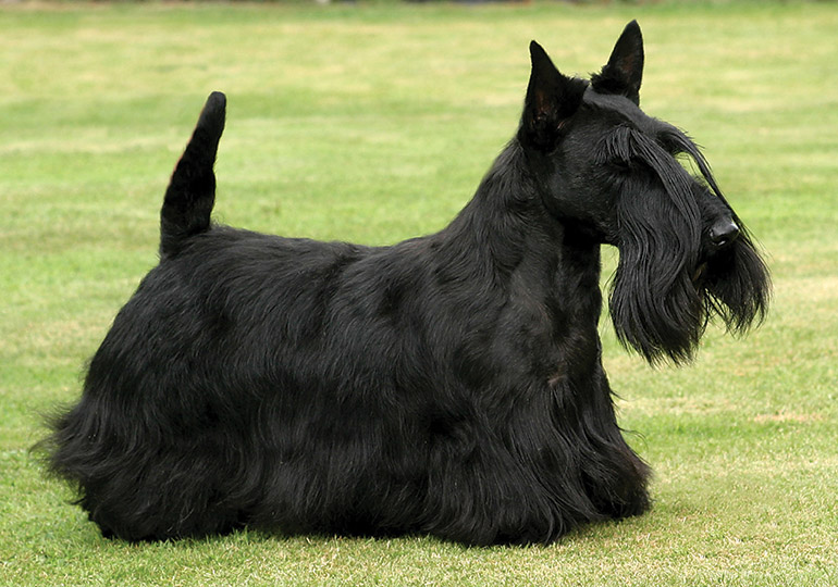 white scottie dog for sale