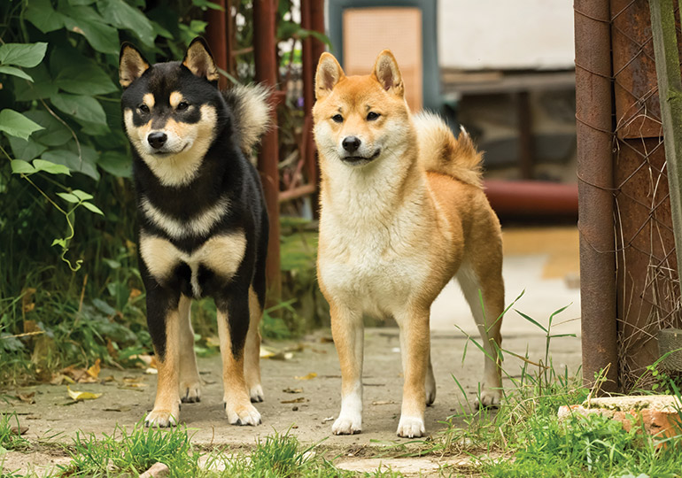 shiba dog breed