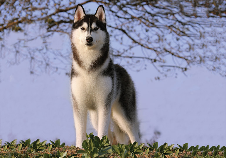 cool husky