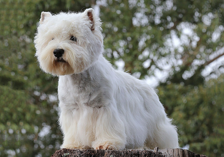 west highland white terrier kennel